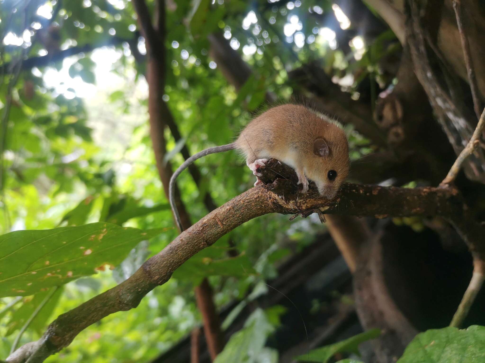 Image of Asiatic Long-tailed Climbing Mouse