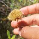 Image of Haplopappus velutinus Remy