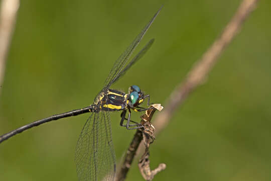 Image of Eusynthemis rentziana Theischinger 1998