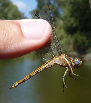 Image of Epaulet Skimmer