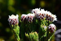 Image of Leucadendron sorocephalodes Phillips & Hutchinson