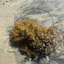 صورة Sargassum palmeri