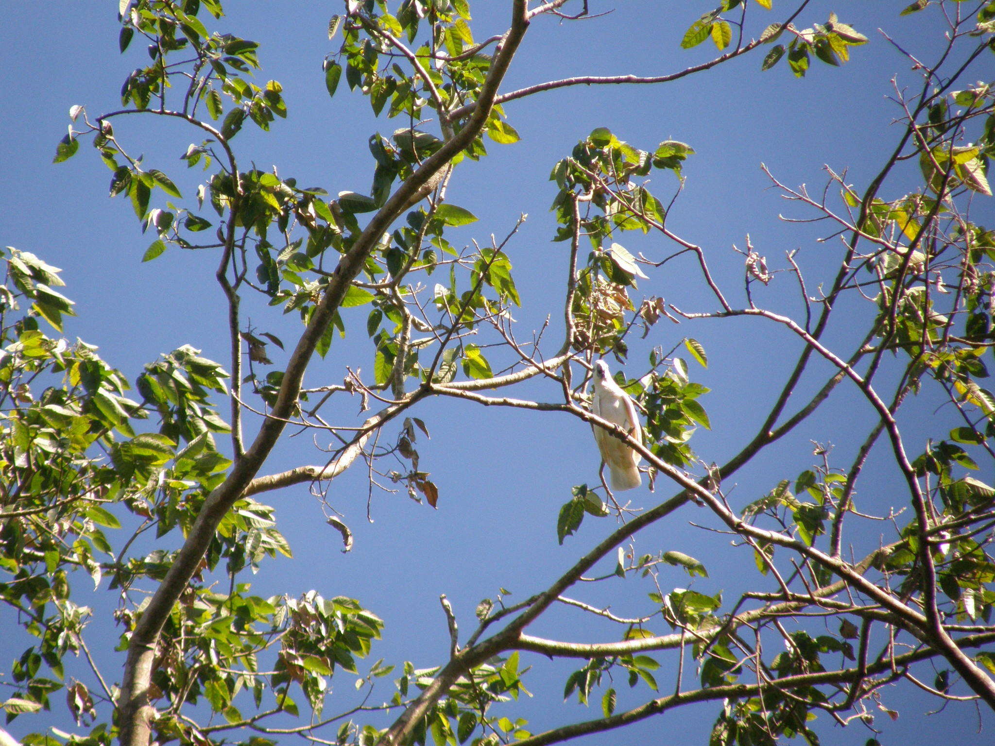 Image of Blue-eyed Cockatoo