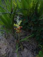 Image of Lachenalia longibracteata E. Phillips