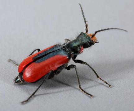 Image of Scarlet Malachite Beetle