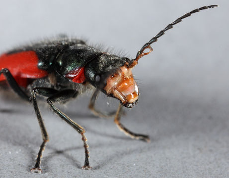 Image of Scarlet Malachite Beetle