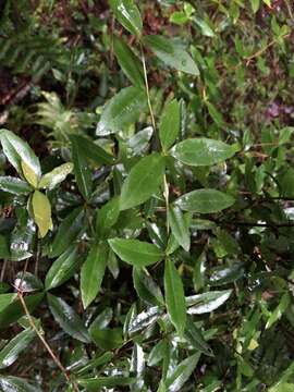 Image of <i>Berberis mingetsuensis</i>