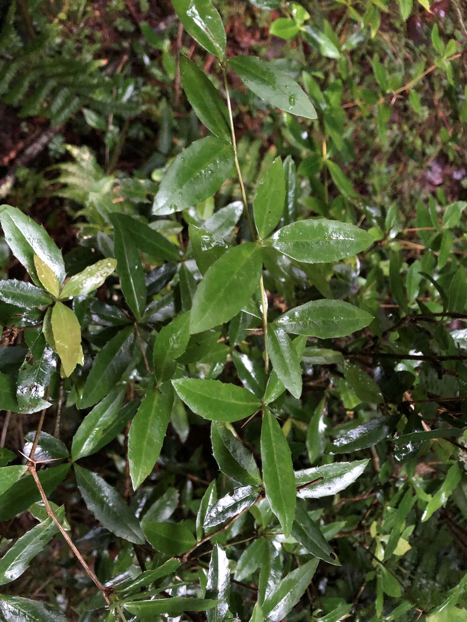 Image de <i>Berberis mingetsuensis</i>