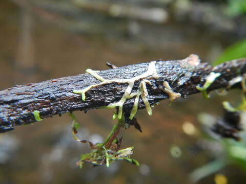 Imagem de Riccia stricta (Lindenb.) Perold