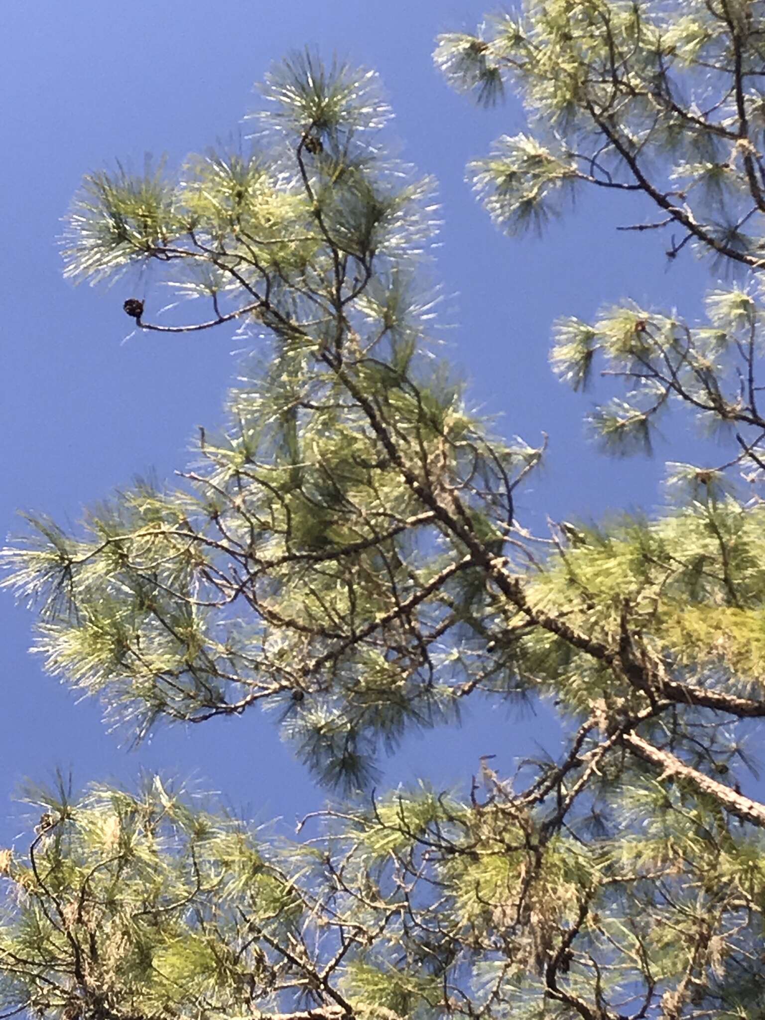 Image of south florida slash pine