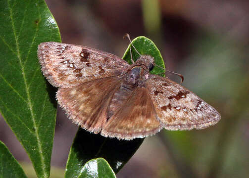 Image de Erynnis meridianus Bell 1927