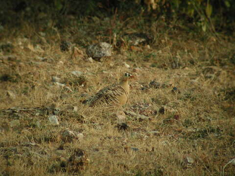 Image of Painted Sandgrouse