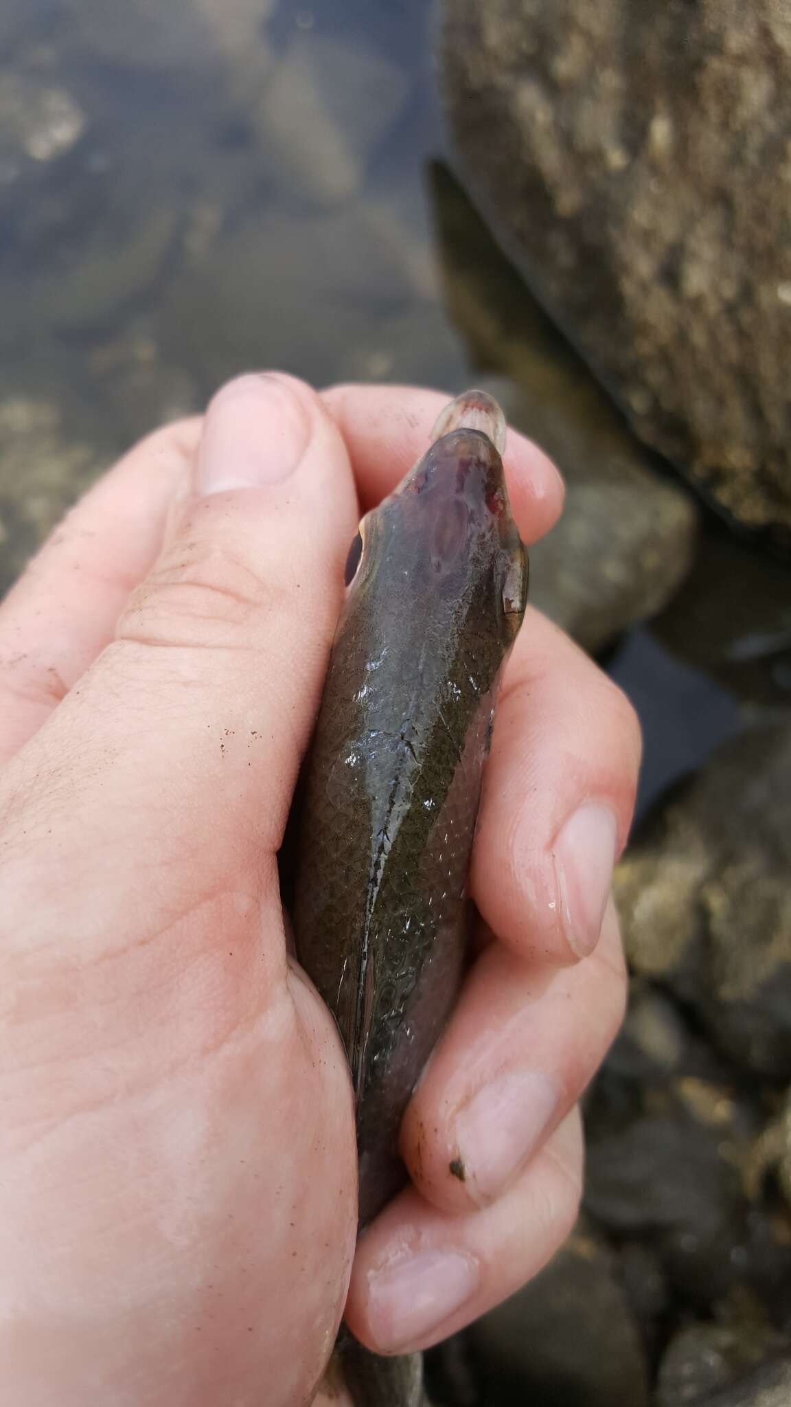 Sivun Eucinostomus currani Zahuranec 1980 kuva