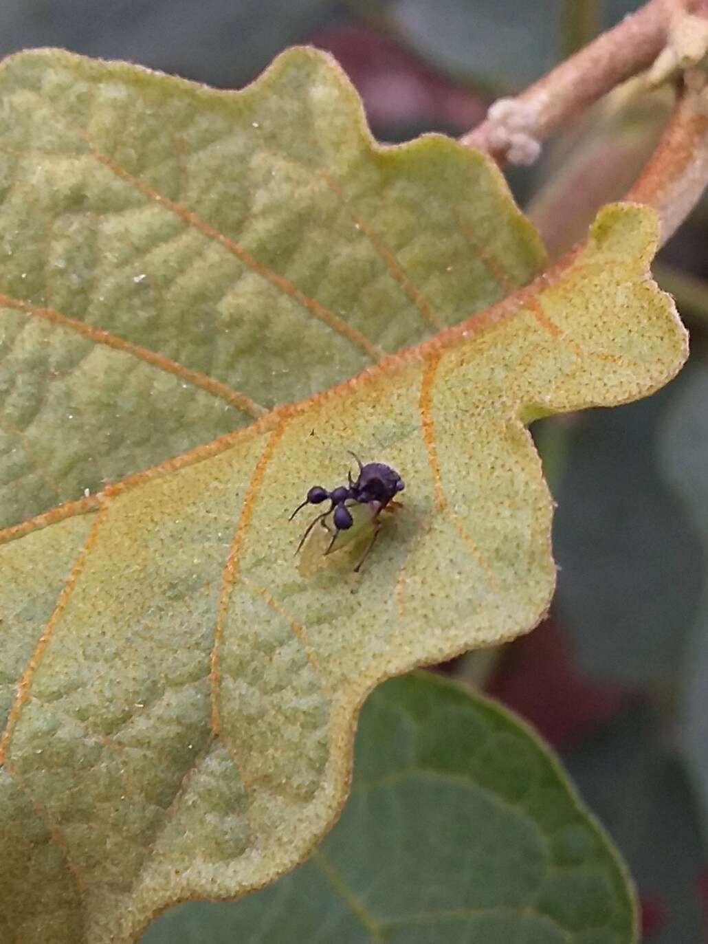 Image of Ant-mimicking Treehopper