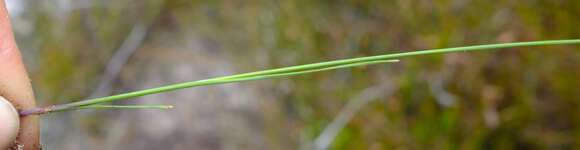 Image de Ixia pauciflora G. J. Lewis