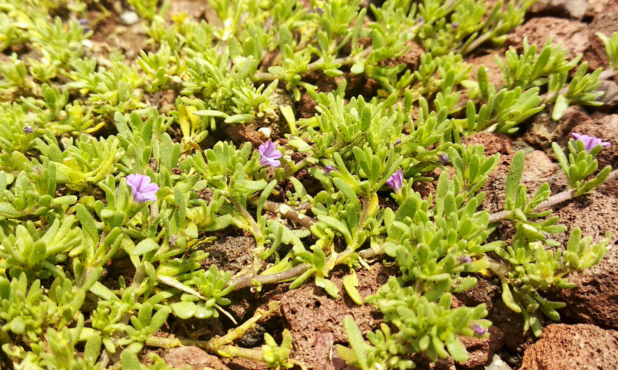 Image of seaside petunia