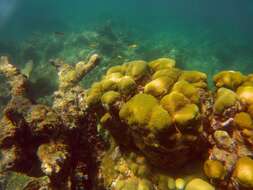 Image de Corail étoilé massif