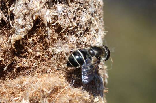 Image of Eristalis dimidiata Wiedemann 1830