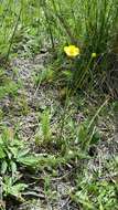 Слика од Ranunculus cardiophyllus Hook.