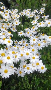 Image of Argyranthemum pinnatifidum (L. fil.) Webb