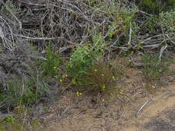 Plancia ëd Linum africanum L.