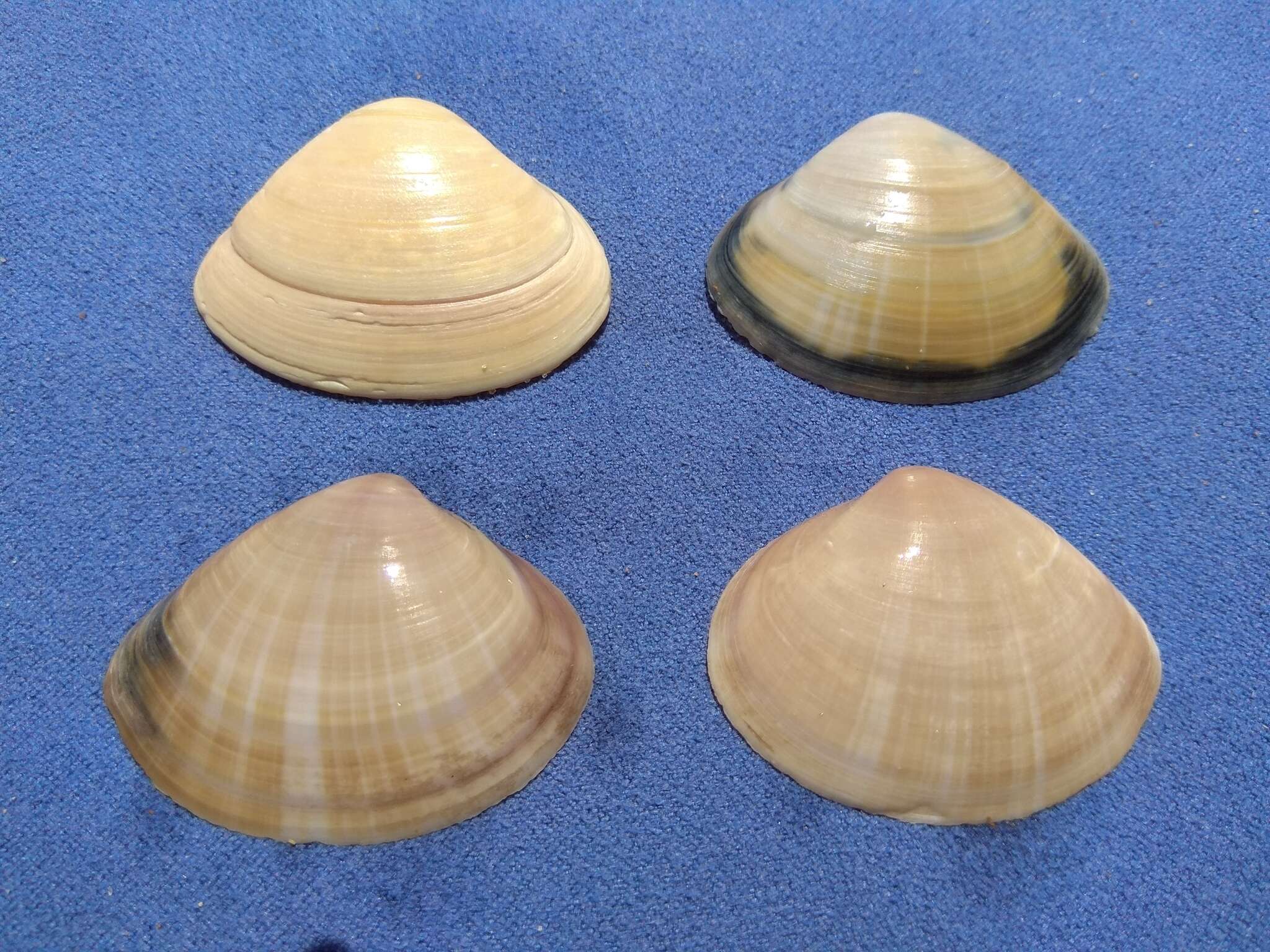 Image of rayed trough clam