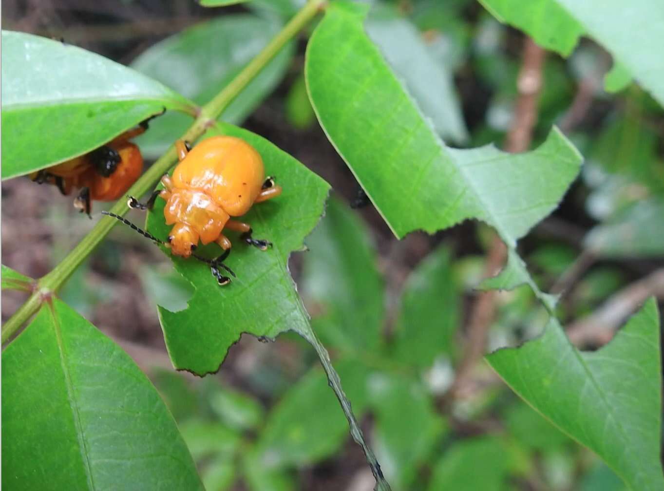 Sivun <i>Podontia lutea</i> kuva