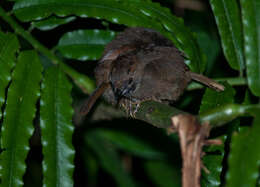 Image of Dusky Fulvetta