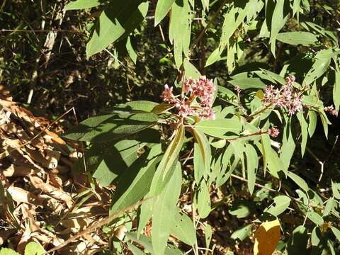 Plancia ëd Conostegia xalapensis (Bonpl.) D. Don