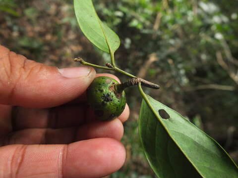 Sivun Diospyros ghatensis B. R. Ramesh & D. De Franceschi kuva