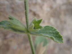 Слика од Stachys swainsonii Benth.