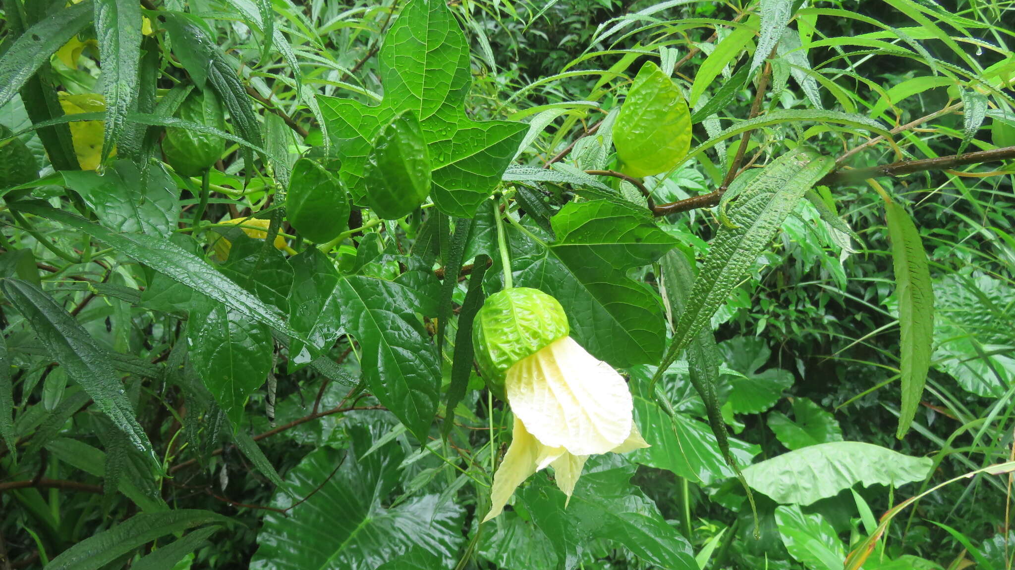 Imagem de Momordica cochinchinensis (Lour.) Spreng.