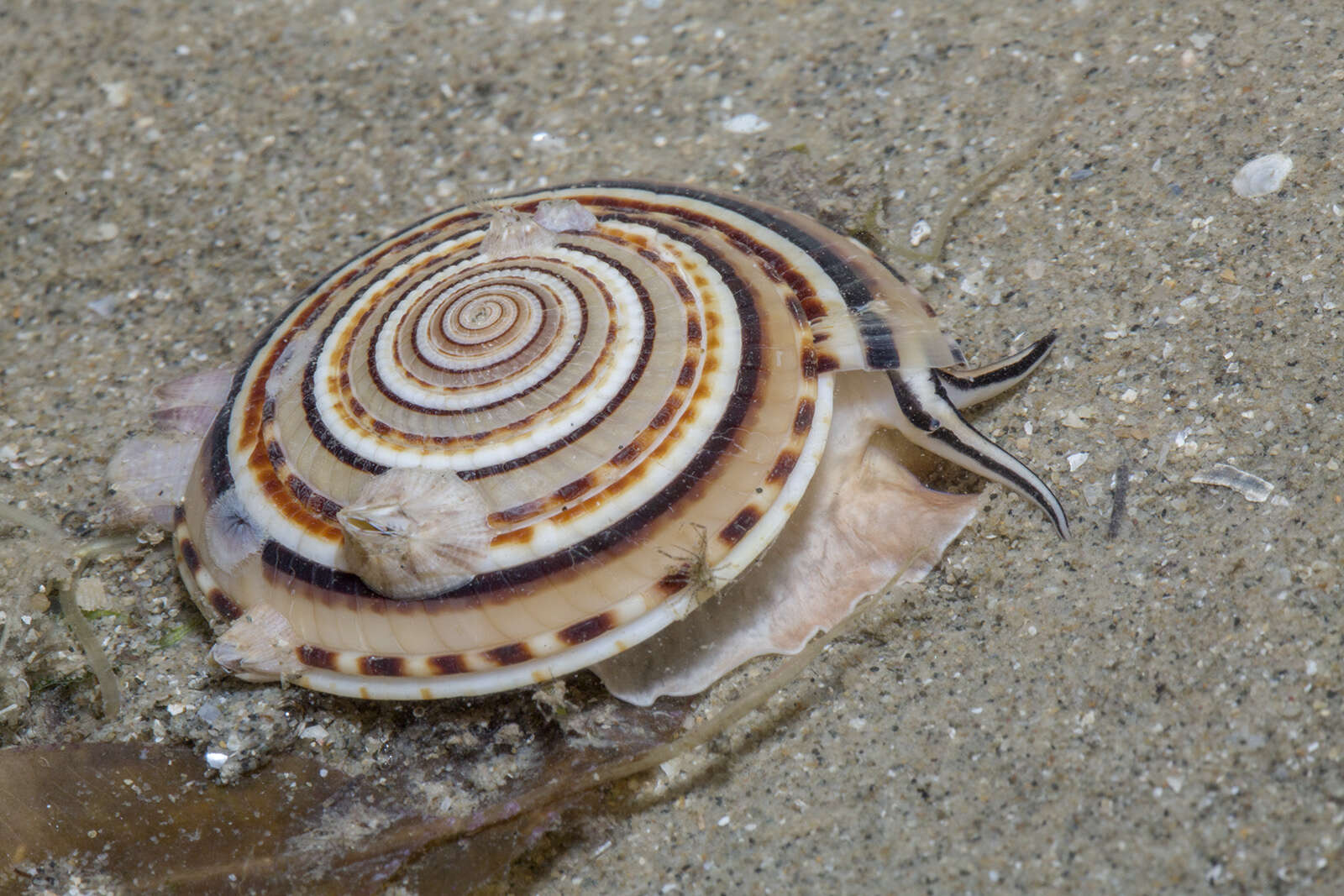 Image of European sundial snail