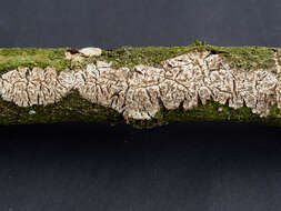 Image of Radulomyces molaris (Chaillet ex Fr.) M. P. Christ. 1960