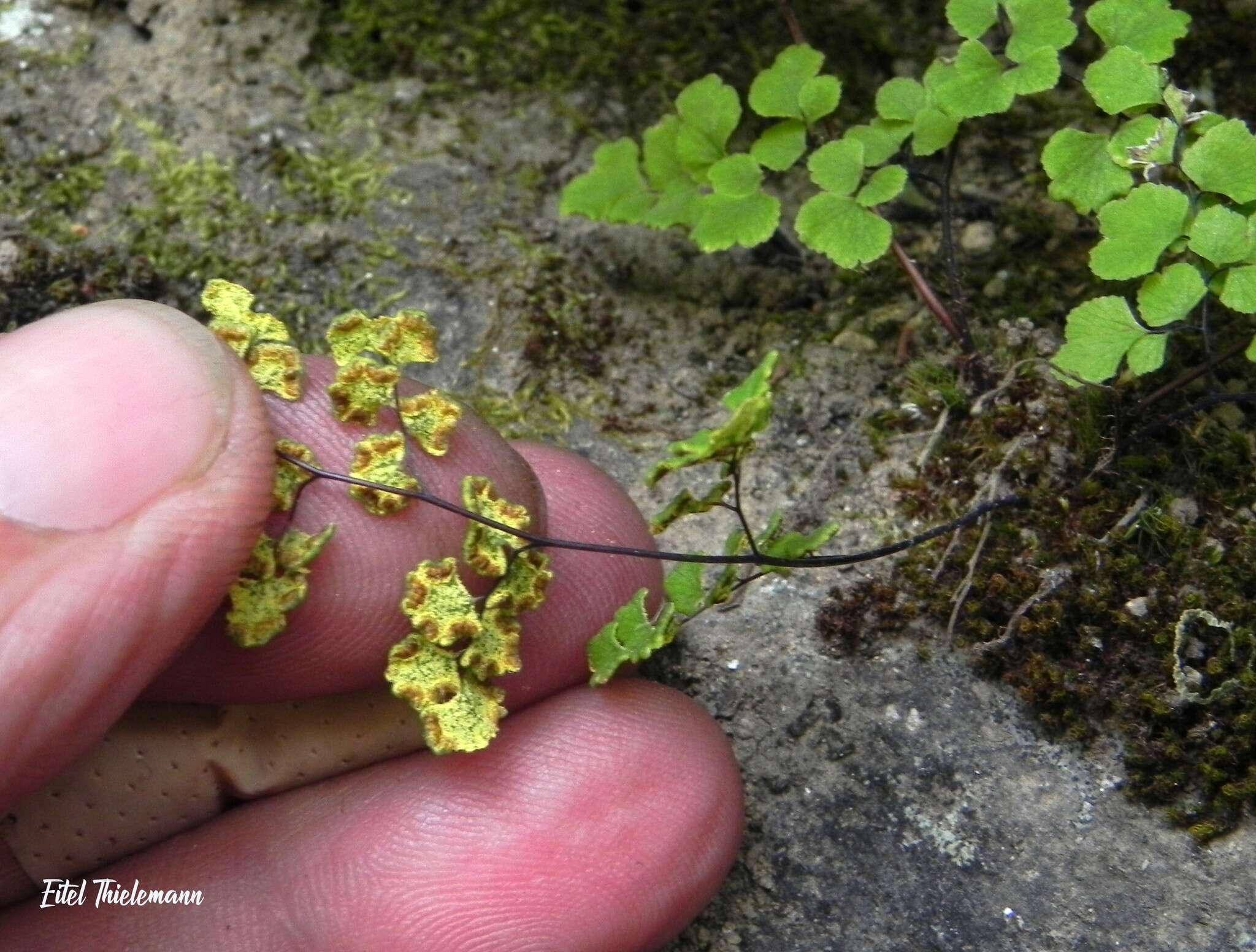 Image of Adiantum chilense var. sulphureum (Kaulf.) Giudice