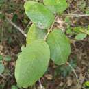 Image of Solanum crotonoides Lam.