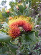 Image of Leucospermum mundii Meissn.