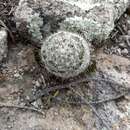 Image of greenflower nipple cactus