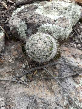 Image of greenflower nipple cactus