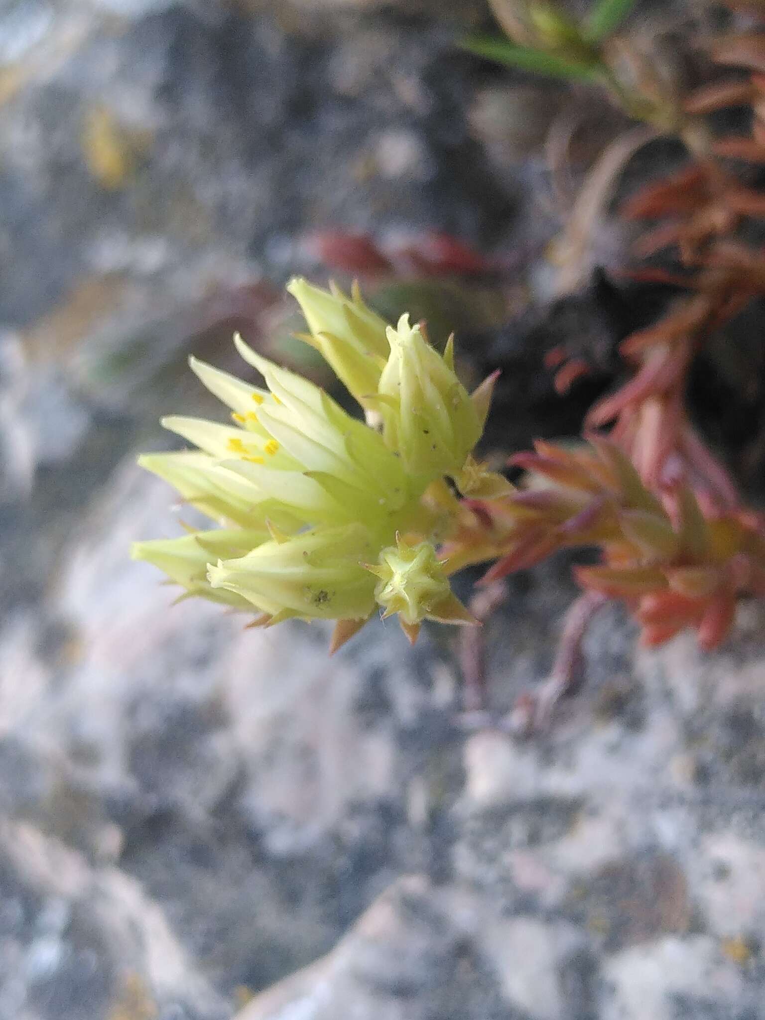 Слика од Petrosedum ochroleucum (Chaix) Niederle