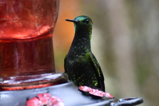 Image of Black-thighed Puffleg