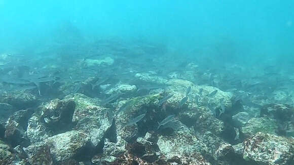 Image of Pelican barracuda