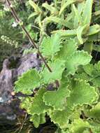 Image of <i>Coleus grandidentatus</i>