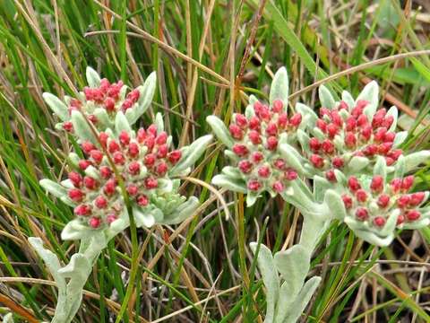 Image de Helichrysum spiralepis Hilliard & Burtt