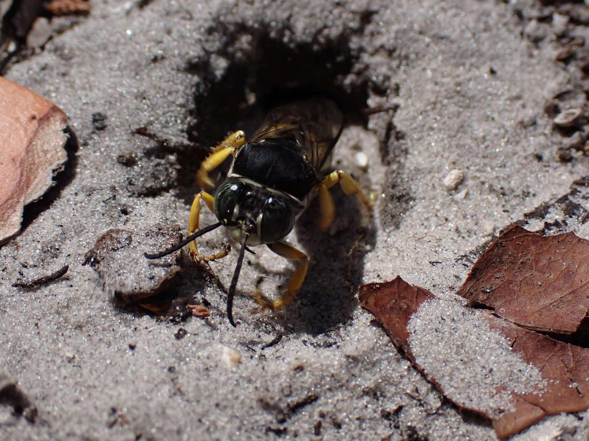 Image of Horse Guard Wasp