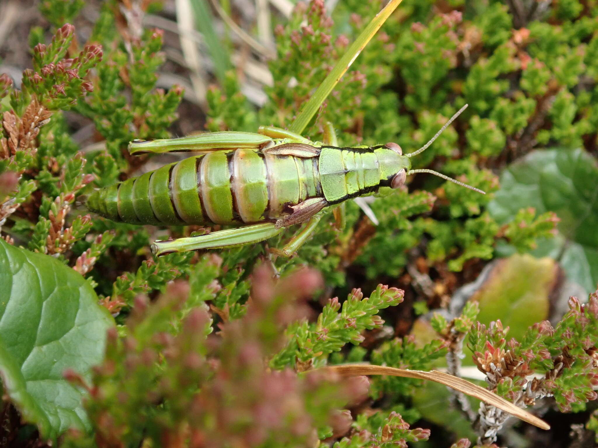 صورة Miramella (Kisella) carinthiaca (Obenberger 1926)