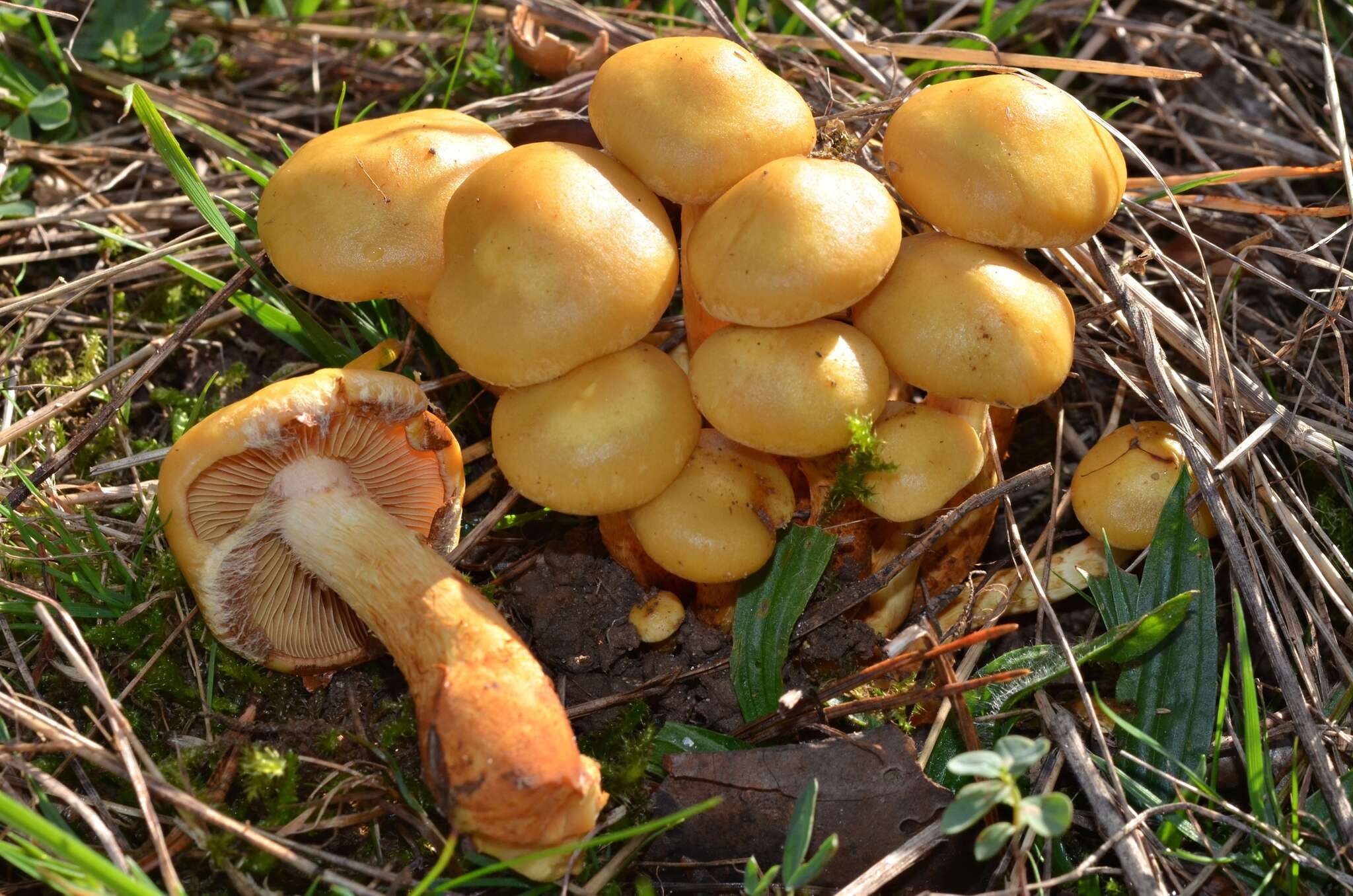 Image of Pholiota pinicola Jacobsson 1986