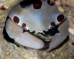 Image of Red spot coral crab