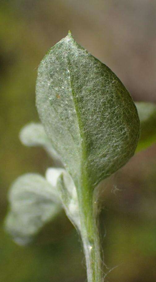 Слика од Troglophyton capillaceum subsp. diffusum (DC.) Hilliard