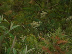 Imagem de Anaphalis longifolia (BI.) DC.